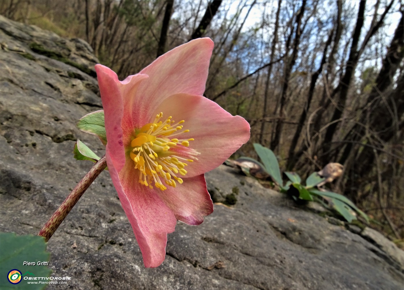 83 Elleboro rosso in fiore.JPG